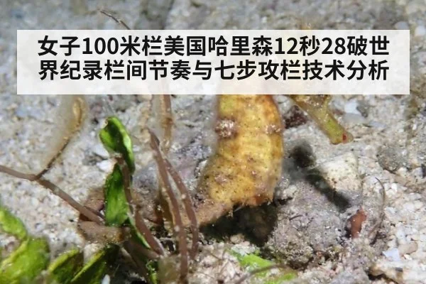 女子100米栏美国哈里森12秒28破世界纪录栏间节奏与七步攻栏技术分析